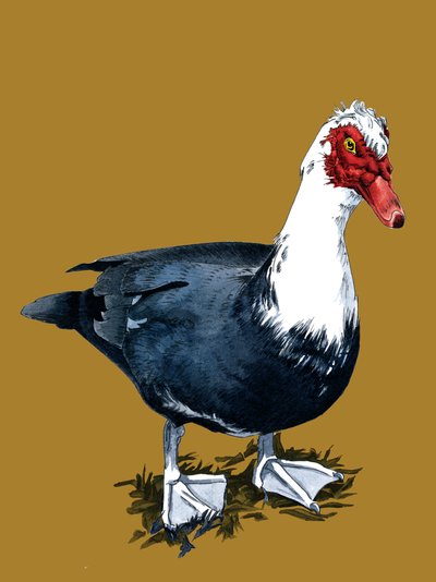 El pato de Moscovia en amarillo dorado, 2020 de Mike Davis