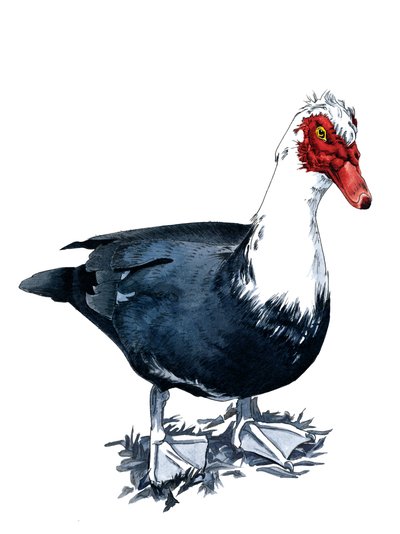 El pato de Moscovia en blanco, 2020 de Mike Davis
