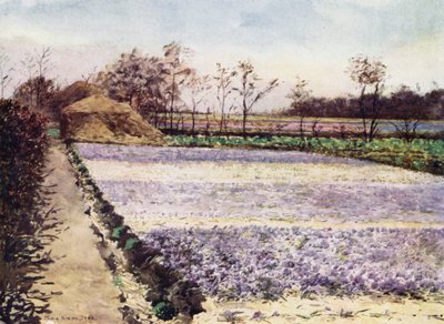 Un campo de crocus de Mima Nixon