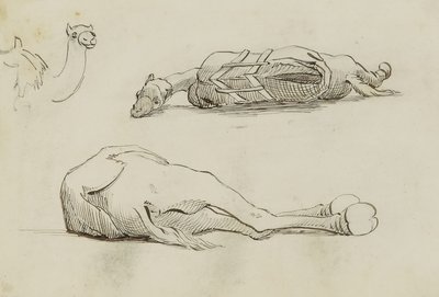 (Estudios sobre el camello) de Miner Kilbourne Kellogg