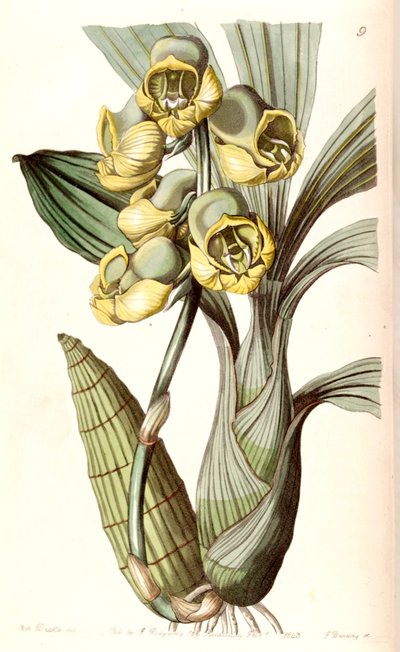 Catasetum planiceps de Miss Drake