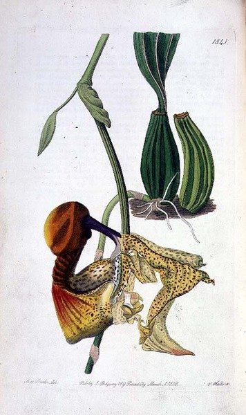 Orquídea: Laelia autumnalis, publicada por I. Ridgway de Miss Drake