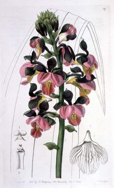 Orchis Lissochilus Roseus, publicado por I. Ridgway de Miss Drake