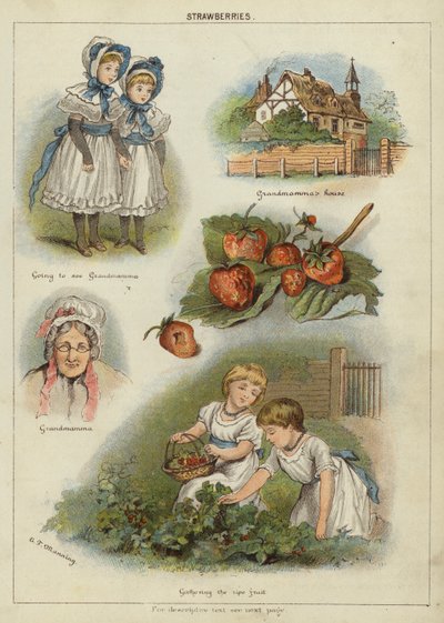 Fresas de Miss Eliza F. Manning