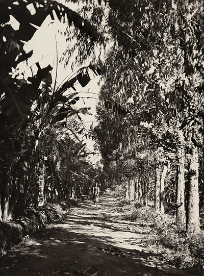 Construyendo un Imperio en la era fascista: un huerto en Cheren, 09/05/1936 (foto en b/n) de Modestino Baldinetti
