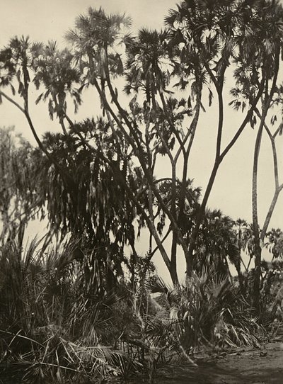 Construyendo un Imperio en la era fascista: un bosque de palmeras Dum, 09/05/1936 de Modestino Baldinetti