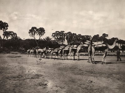 Construyendo un Imperio en la era fascista: caravana de camellos, 09/05/1936 de Modestino Baldinetti