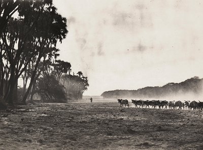 Construyendo un Imperio en la era fascista: ganado dirigido hacia el río Gasc, 09/05/1936 de Modestino Baldinetti