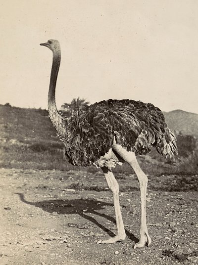 Construyendo un Imperio en la era fascista: ejemplo de un avestruz, 09/05/1936 (foto en b/n) de Modestino Baldinetti
