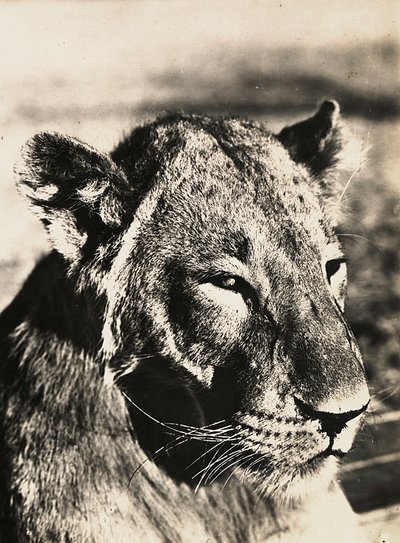 Construyendo un Imperio en la era fascista: cabeza de un león, 09/05/1936 de Modestino Baldinetti