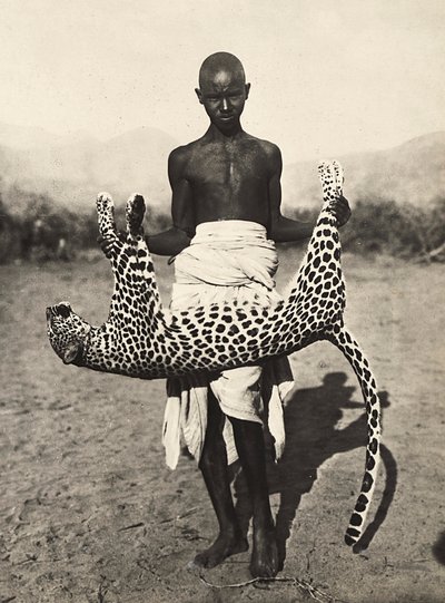 Construyendo un Imperio en la era fascista: indígena mostrando un leopardo, 09/05/1936 de Modestino Baldinetti