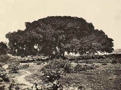 Construyendo un Imperio en la era fascista: el Sicomoro, corte de prisioneros italianos en 1896 en Adua, 09/05/1936 de Modestino Baldinetti