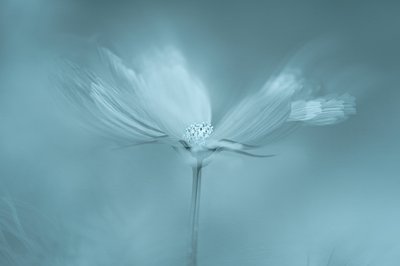 Flor azul de ensueño de Molly Fu APA