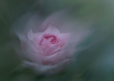 Rosa de ensueño de Molly Fu APA