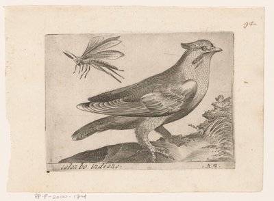 Pestvogel (Bombycilla garrulus) Colonbo indiano (título sobre objeto) Vogels (título de la serie) de Monogrammist AG