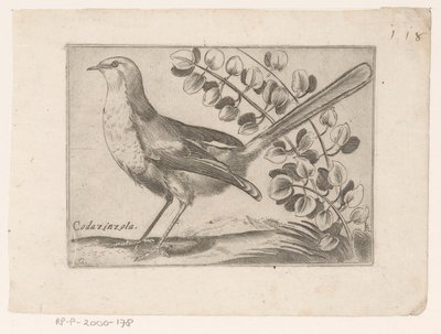 Vogel Codazinzola (título sobre objeto) Vogels (título de la serie) de Monogrammist AG