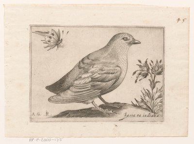 Vogel Passra Indiana (título sobre objeto) Vogels (título de la serie) de Monogrammist AG
