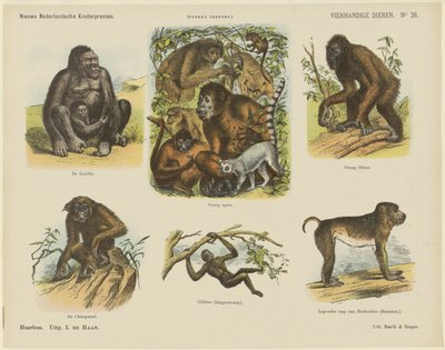 Animales a cuatro manos (título en el objeto)
Nuevos grabados infantiles holandeses (título de la serie en el objeto)
Grabados de Funke (título de la serie en el objeto) de Monogrammist A.K.