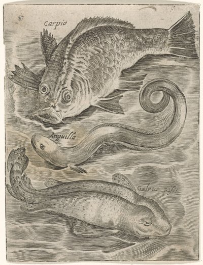 Studieblad conoció a Drie Vissen Iconos vivos de peces (título de la serie) de Monogrammist P+P