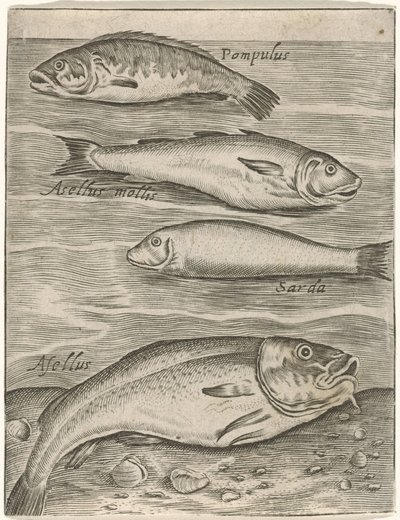 Studieblad conoció a vier vissen Iconos vivos de peces (título de la serie) de Monogrammist P+P