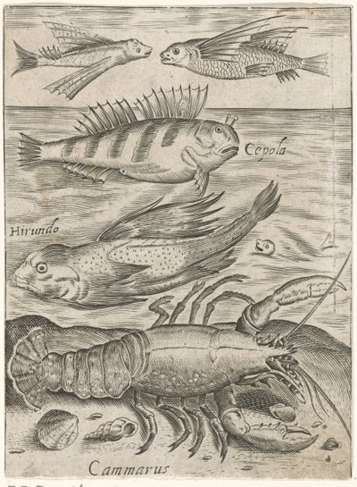 Hoja de estudio con cuatro peces y una langosta
Piscium vivae icones (título de la serie) de Monogrammist P+P