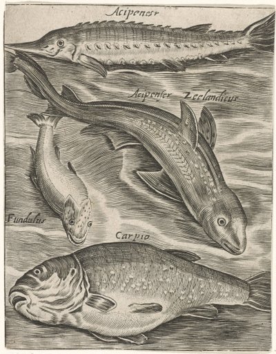 Studieblad conoció a Vissen Iconos vivos de peces (título de la serie) de Monogrammist P+P