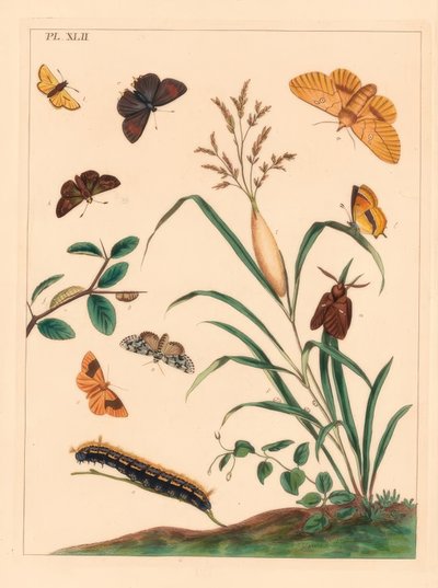 Polilla bebedora, Euthrix potatoria, racha marrón, Thecla betulae, gran saltador, Ochlodes sylvanus, pequeño saltador, Thymelicus sylvestris, maravilla escasa del día, Dipthera runica, y umber barrado, Plagodis pulveraria de Moses Harris
