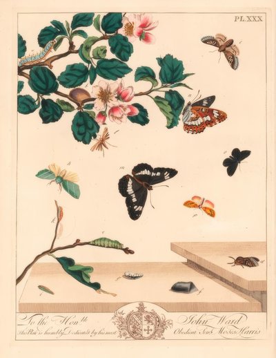 Polilla de ocho figuras, Diloba caeruleocephala, almirante blanco, Limenitis arthemis, barrendero de chimenea, Odezia atrata, polilla de arcos rojos, Callimorpha miniata, polilla de plumas marrón, Pterophorus pterodactylus, líneas plateadas escasas, Bena b de Moses Harris