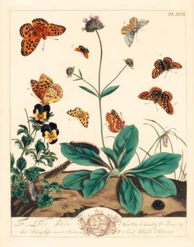 Fritillary grasiento, Euphydryas aurinia, fritillary marrón alto, Fabriciana adippe, polilla de tres barras, Aplocera plagiata, amarillo moteado, Pseudopanthera macularia, y polilla carmesí y dorada, Pyrausta purpuralis, en escabiosa de mordedura del diabl de Moses Harris
