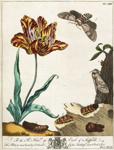 Ciclo de vida de una polilla, lámina 23, de "The Aurelian, or Natural History of English Insects", 1778 de Moses Harris