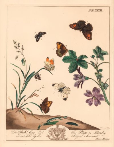 Mariposa marrón de pradera, Maniola jurtina, dama de madera o punta naranja, Anthocharis cardamines, y saltador moteado, Pyrgus alveolus de Moses Harris