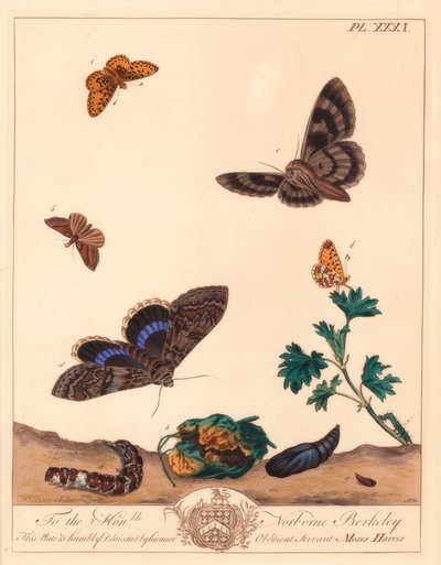 Mariposa perla pequeña, Boloria selene, y polilla Clifden nonpareil, Catocala fraxini de Moses Harris