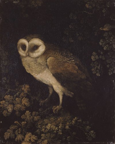Un búho, 1780-1790 de Moses Haughton