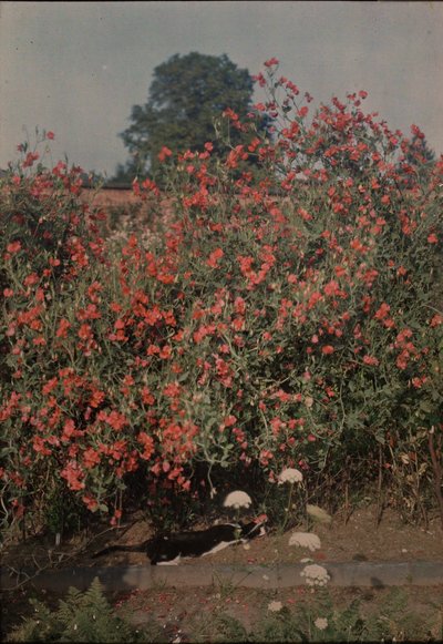 Gato y guisantes dulces, ca. 1907 de Moss