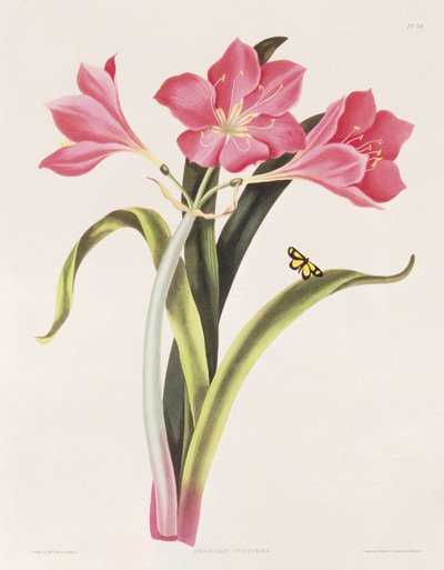 Amaryllis purpurea, lámina 39 de 
