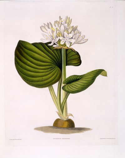 Pancratium Amboinense, lámina 20 de 