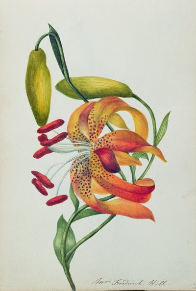 Lirio tigre de Mrs Frederick Hill