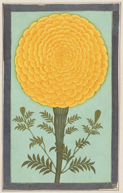 Una caléndula, del Pequeño Álbum Clive de Mughal School
