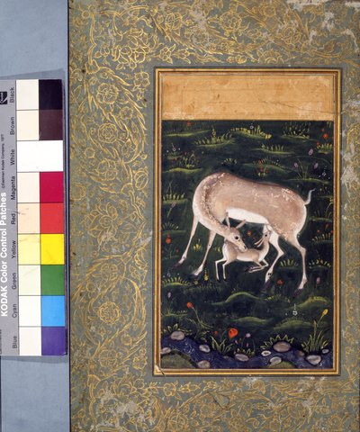 Una cierva amamantando a su cervatillo, c.1560 de Mughal School