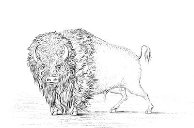 Búfalo, 1841 de Myers and Co
