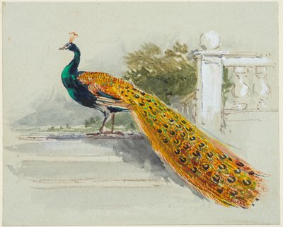 Pavo real, c.1640-99 (pluma y tinta negra y marrón, acuarela, acuarela corporal sobre papel tejido azul claro) de Myles Birket Foster