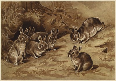 Conejitos (litografía) de N. Parker