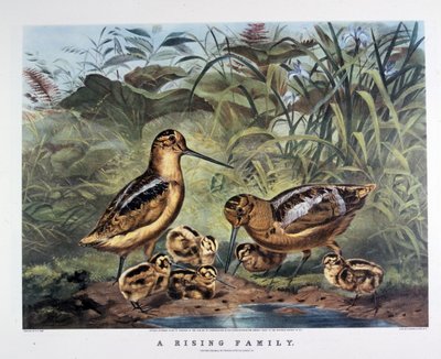 El resurgir de una familia. Por Arthur Tait . 1857 (litografía) de N. and Ives J.M. (1824 95) Currier