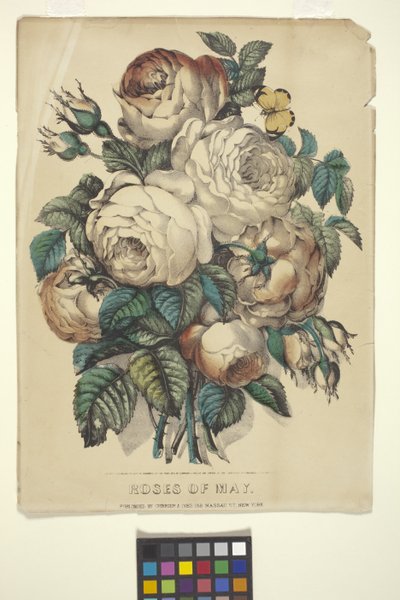 Rosas de mayo (litografía coloreada a mano) de N. and Ives J.M. (1824 95) Currier