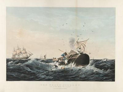 La pesca de la ballena: El cachalote 