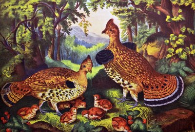La Familia Feliz, Urogallo y Jóvenes de N. and Ives, J.M. Currier