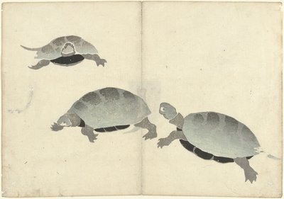 Tres tortugas
Álbum de fotos de Korin (título de la serie)
Korin gafu (título de la serie) de Nakamura Hochu