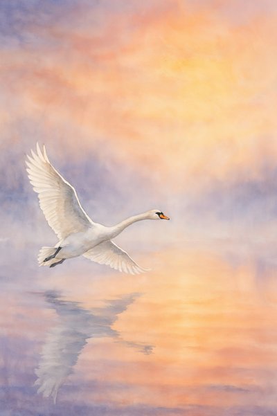 El majestuoso reflejo del cisne de Natalie Bruns