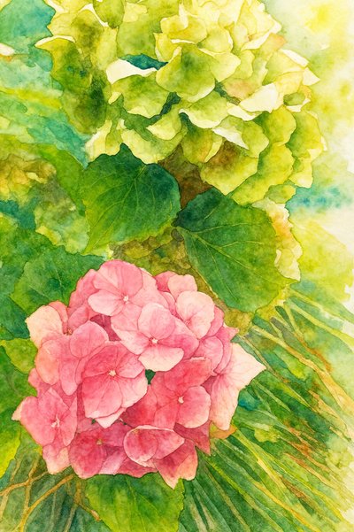 Hortensias rosas y verdes de Natalie Bruns