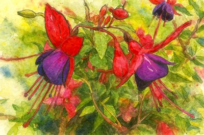 Flores de color fucsia intenso de Natalie Bruns